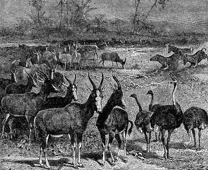 水坑与羚羊(Damaliscus Pygargus Phillipsi)和鸵鸟(Struthio Camelus) - 19世纪